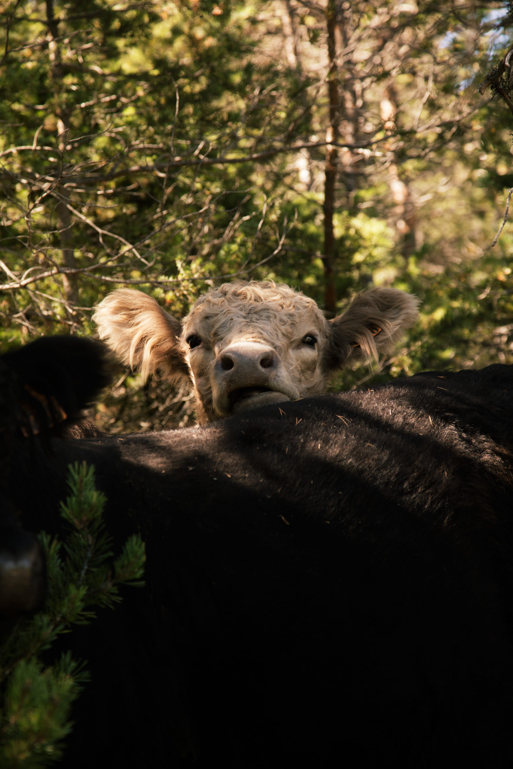 2024-08-GAEC Vache-03