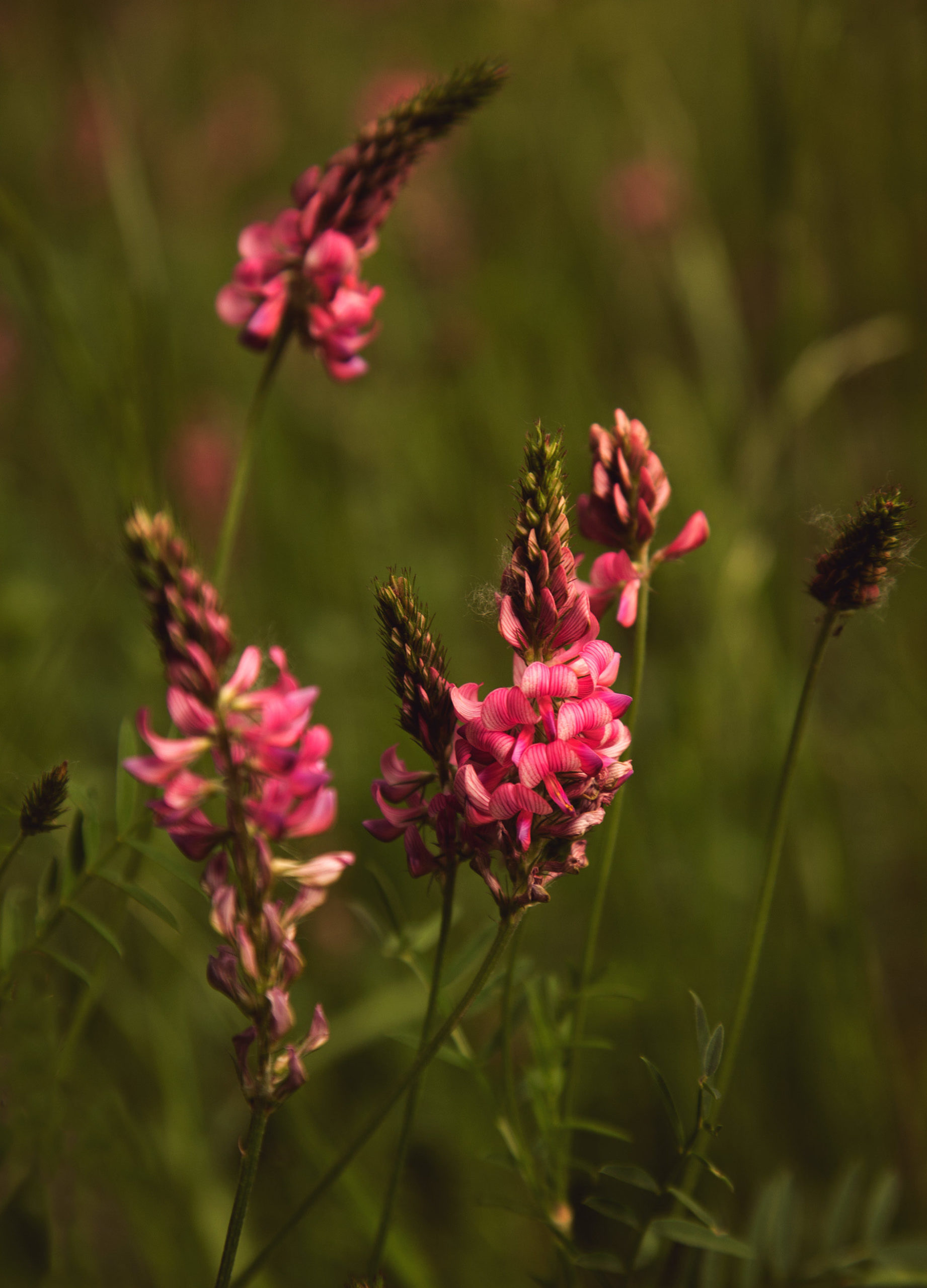 2024-06-GAEC-Sainfoin-01-scaled-aspect-ratio-1707-2373