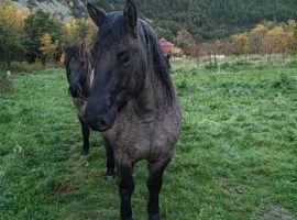 Cours d’équitation