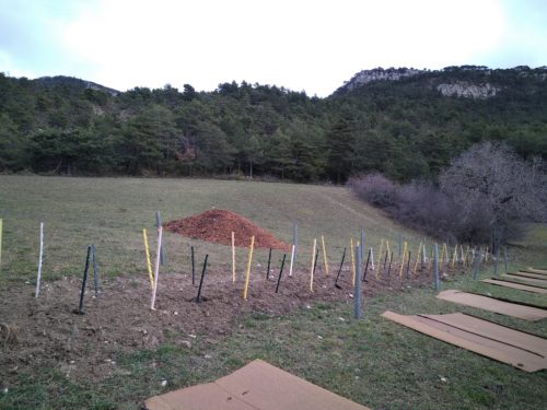 Plantation d’arbres, la fin!