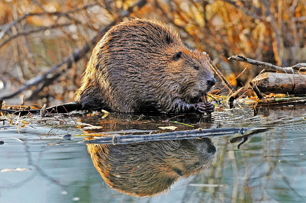 Le castor, un précieux allié du changement climatique